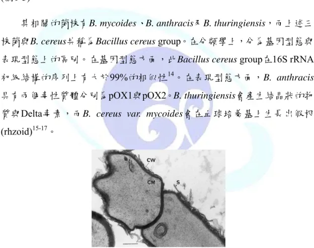 Figure 1-2. Ultrastructure of B. cereus sporangium. CM: cytoplasmic membrane; 