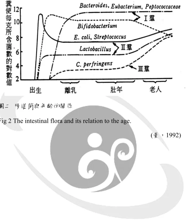 Fig 2 The intestinal flora and its relation to the age. 