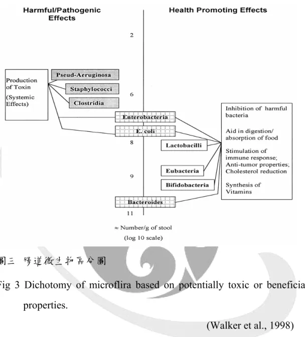 Fig 3 Dichotomy of microflira based on potentially toxic or beneficial  properties. 