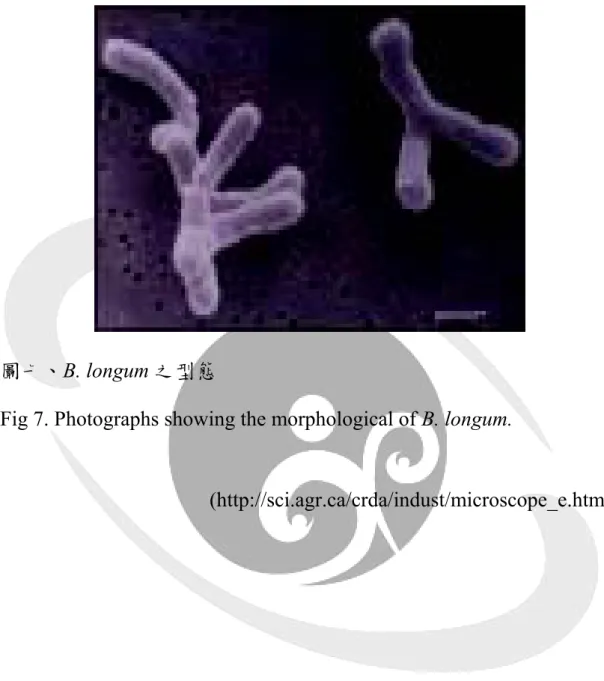 Fig 7. Photographs showing the morphological of B. longum. 