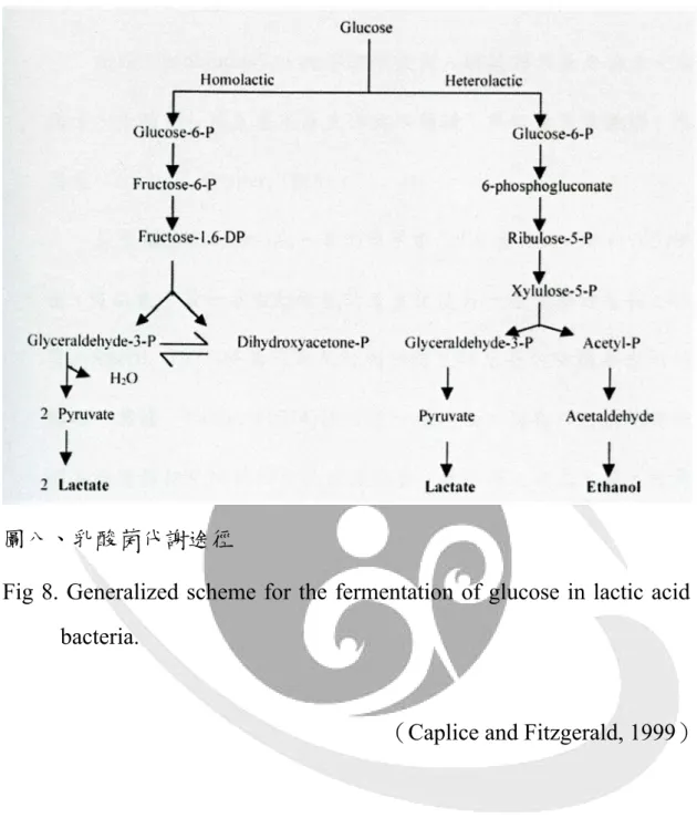 Fig 8. Generalized scheme for the fermentation of glucose in lactic acid  bacteria. 