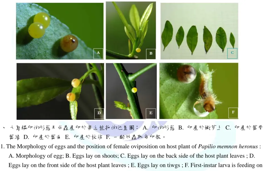 Fig. 1. The Morphology of eggs and the position of female oviposition on host plant of Papilio memnon heronus :  A