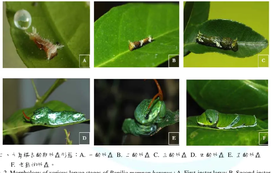 Fig. 2. Morphology of various larvae stages of Papilio memnon heronus : A. First-instar larva; B