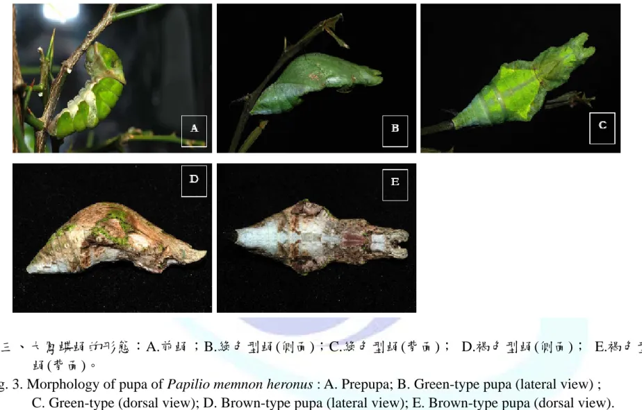 Fig. 3. Morphology of pupa of Papilio memnon heronus : A. Prepupa; B. Green-type pupa (lateral view) ;      C