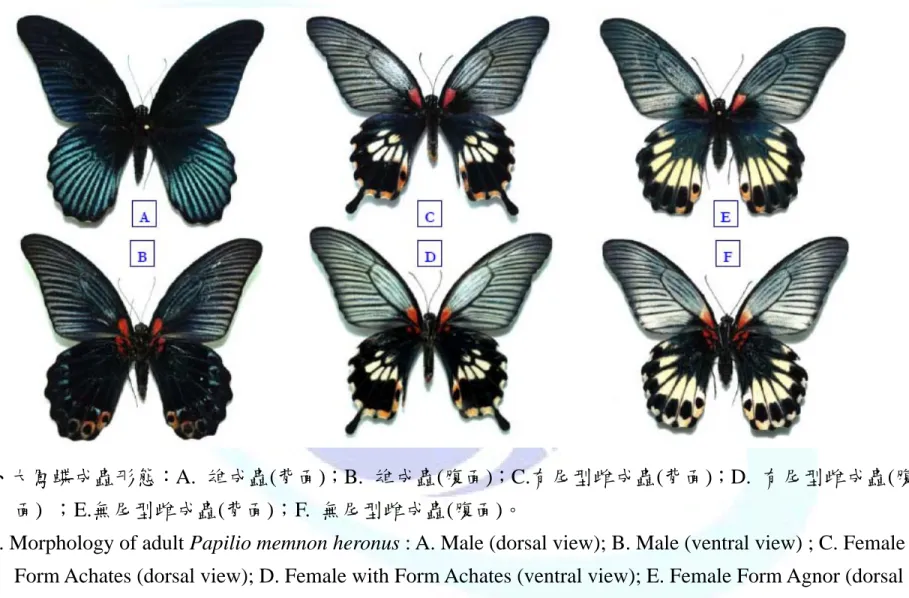 Fig. 4. Morphology of adult Papilio memnon heronus : A. Male (dorsal view); B. Male (ventral view) ; C