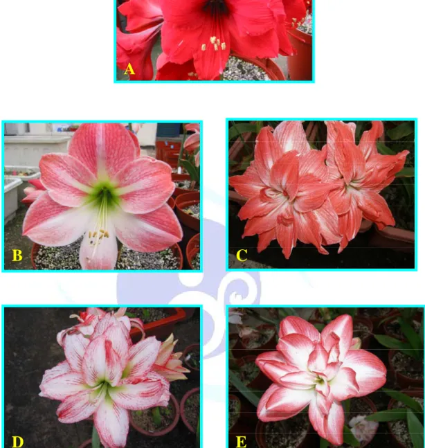 圖 6.本試驗所使用之孤挺花品種：(A)紅獅子(B)蘋果花(C)珍女士  (D)雙記錄(E)花孔雀 
