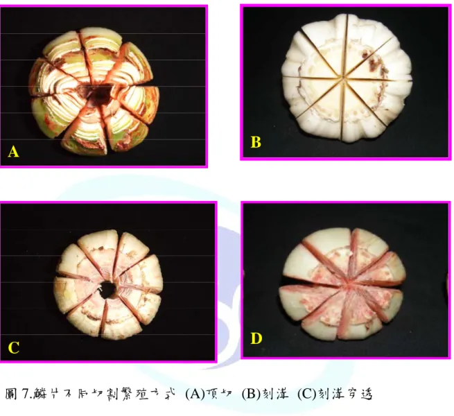 圖 7.鱗片不同切割繁殖方式 (A)頂切 (B)刻溝 (C)刻溝穿透  (D)刻溝雙鱗片 