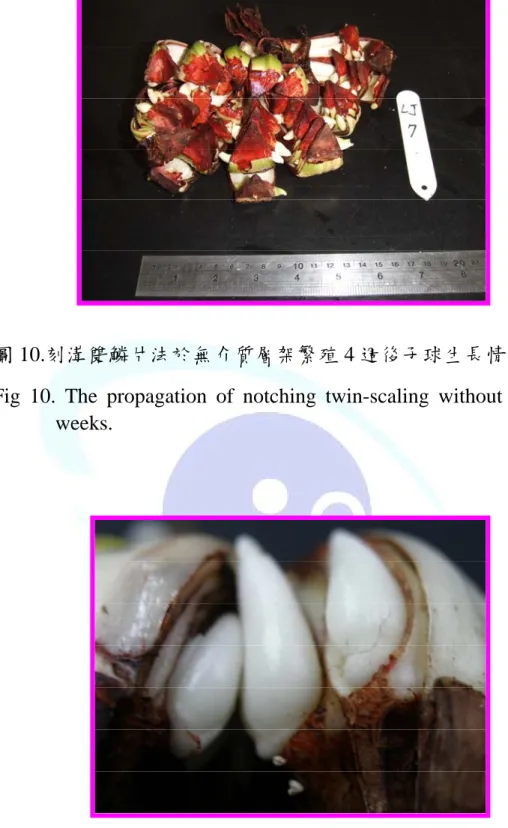 Fig 10. The propagation of notching twin-scaling without media for 4  weeks. 