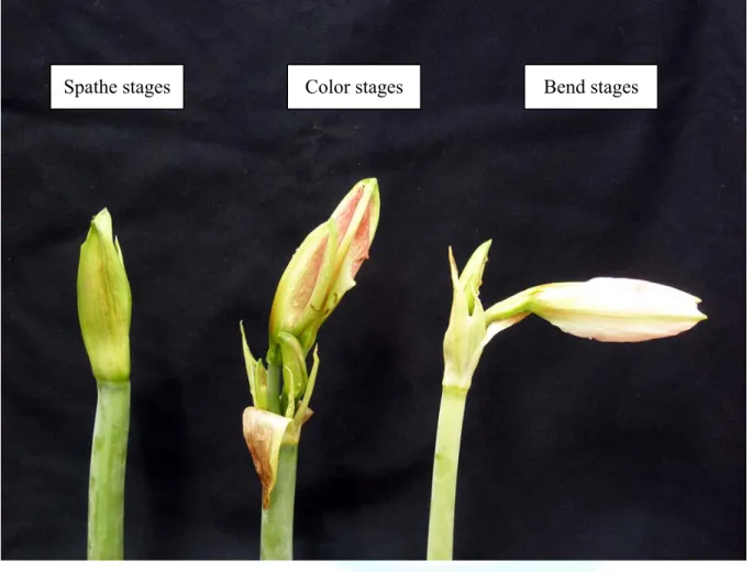 圖 2.  孤挺花切花之不同採收標準：苞葉期，小花未突出苞葉、著色期，小花突出苞葉