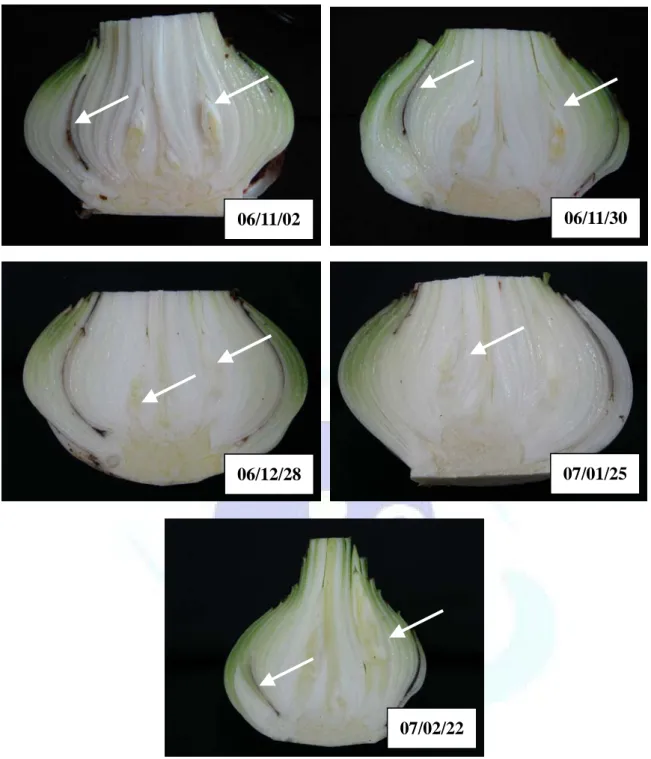 圖 3.  孤挺花種球於不同時期解剖情形。箭號所指為花芽或盲芽及花莖基部。 