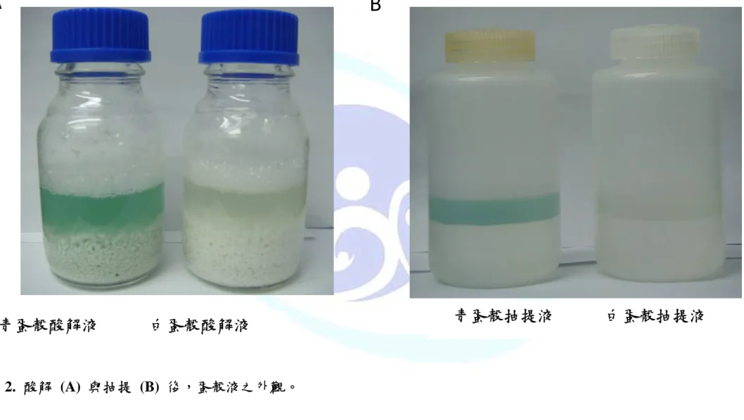 圖 3.  比較不同酸解時間對青蛋殼膽綠素之溶解 