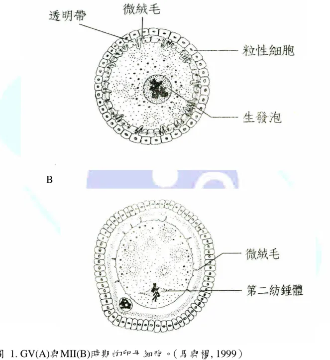圖 1. GV(A)與MII(B)時期的卵母細胞。（馬與楊, 1999）