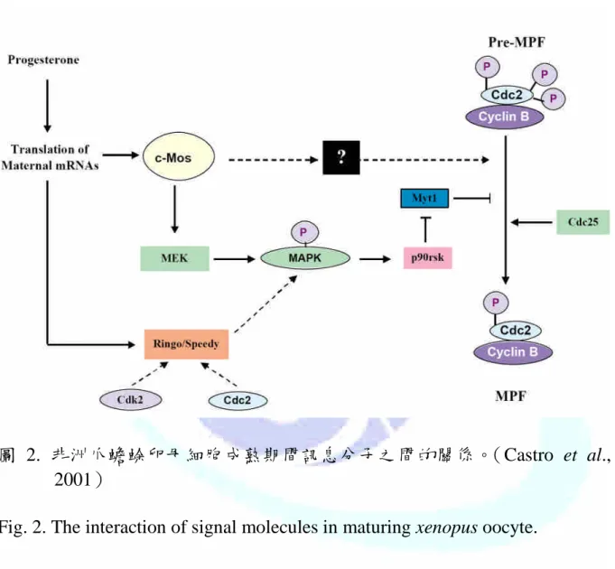圖 2. 非洲爪蟾蜍卵母細胞成熟期間訊息分子之間的關係。（Castro et al., 2001）