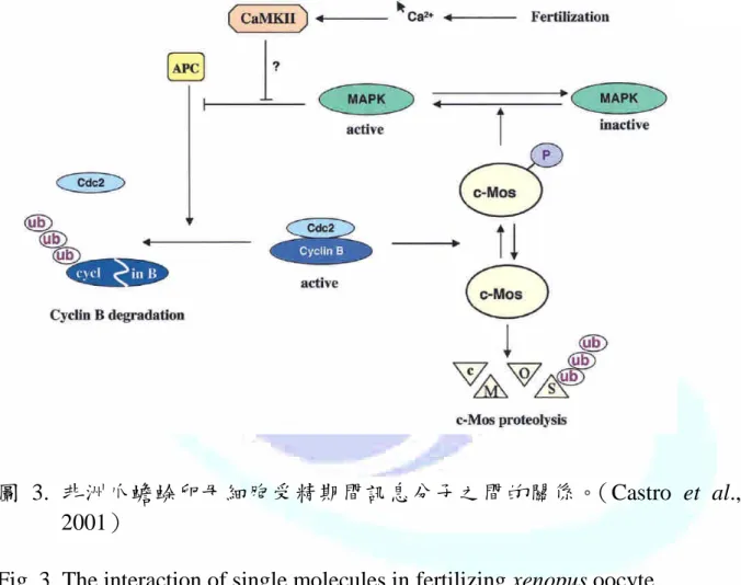 圖 3. 非洲爪蟾蜍卵母細胞受精期間訊息分子之間的關係。（Castro et al., 2001）