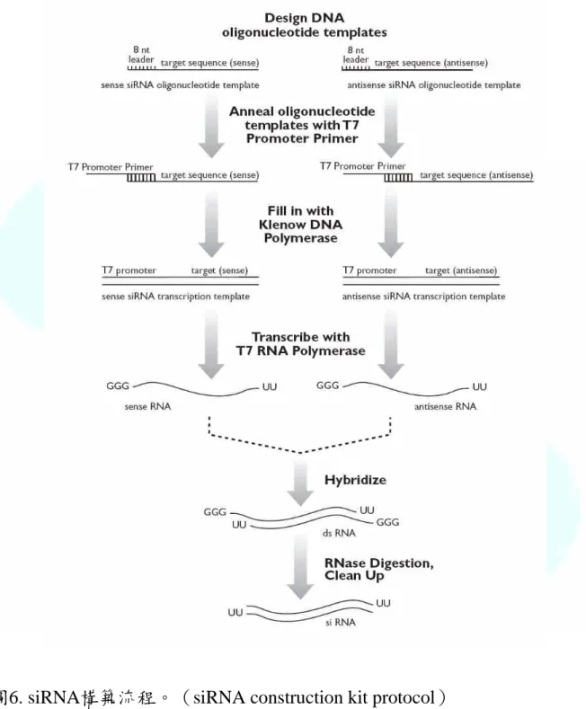 Fig. 6. siRNA construction procedures.