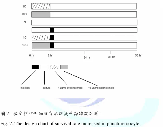圖 7. 被穿刺卵母細胞存活率提升試驗設計圖。