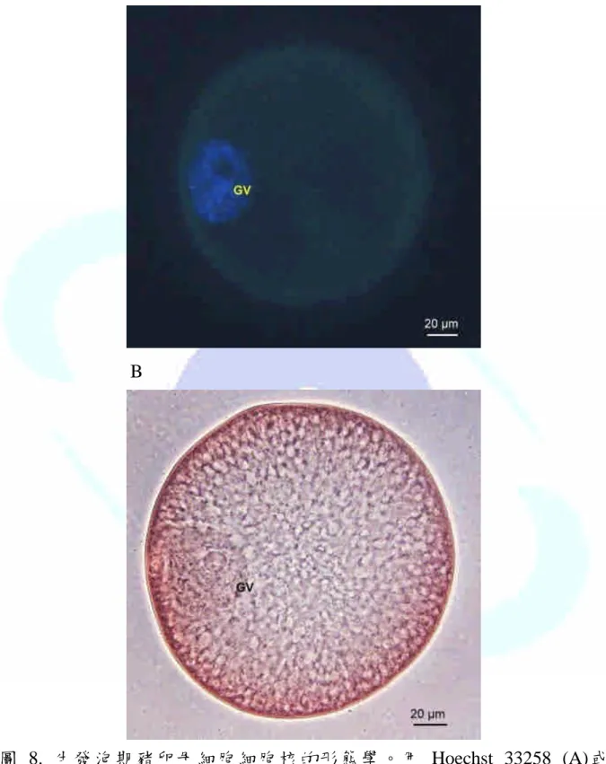 圖 8. 生發泡期豬卵母細胞細胞核的形態學。用 Hoechst 33258 (A)或 Lacmoid(B)染色。