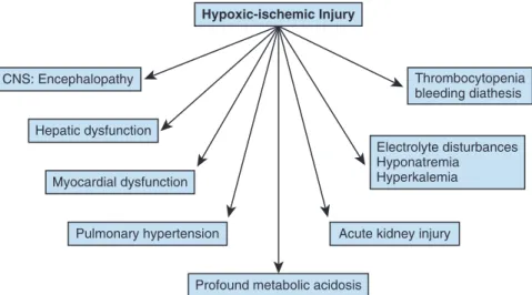 Fig.  2.5  Perinatal  asphyxia  results  in  an  impairment  of  gas  exchange,  which  if  prolonged  or  of  a  severe  extent can result in clinically important hypoxia–ischemia with injury of any organ system in the body