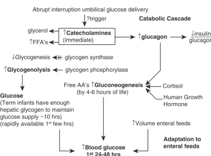 Fig.  4.4  Adaptations  around  delivery  and  over  the  first  24  hours  of  life  to  establish  postnatal  glucose  homeostasis.