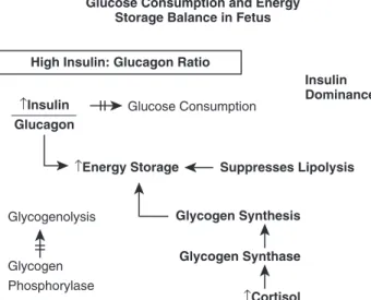 Fig.  4.3  Fetal  maintenance  of  anabolic  state  promoting  energy  storage.
