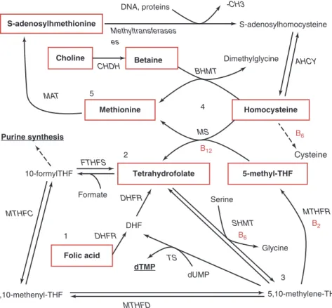 Fig. 1  Pathways of one-carbon metabolism. Key metabolites outlined in red, enzymes listed in  italics, and cofactors in red text