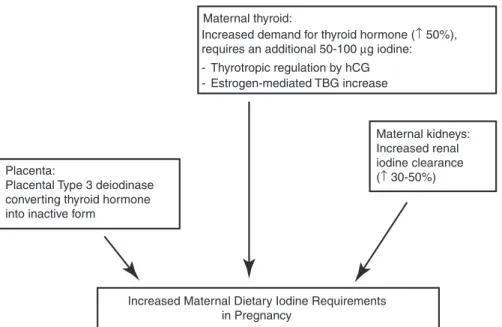 Fig. 1  Physiologic changes in pregnancy leading to increased iodine requirement. hCG human  chorionic gonadotropin, TBG thyroid-binding globulin