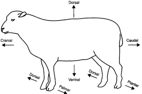 Fig . 1-04. Schematic Diagram of animal skeleton labeled with anatomical terminology.
