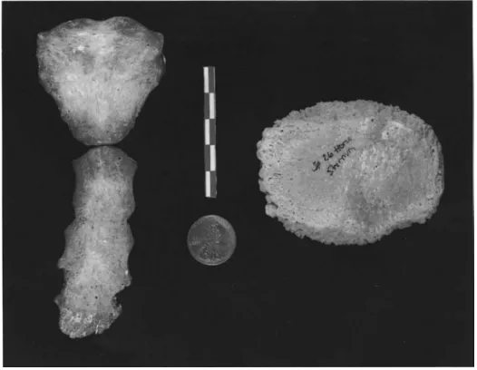 Fig. 2-17. The human sternum (anterior view) is compared to one of the horse's sternabrae .