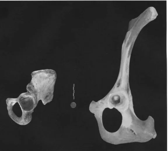 Fig. 3-12. A human left innominate (lateral view) is compared to cow's left innominate (lateral view).