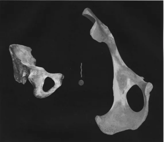 Fig. 3-13. A human left pelvis (medial view) is compared to a cow's left pelvis (medial view).
