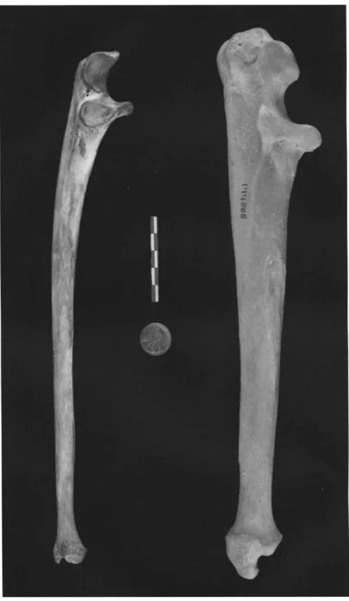 Fig. 4-08. A human right ulna (lateral view) is compared to a bear's right ulna (lateral view).