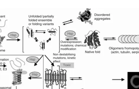 FIGURE 1.1 The conformational states accessible to a protein after synthesis. In the popula- popula-tion of protein molecules in solupopula-tion, usually the equilibrium between compactly folded and partially folded or misfolded molecules, including foldin