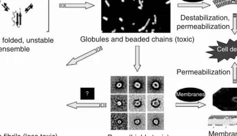 FIGURE 1.4 Preﬁbrillar amyloid aggregate cytotoxicity involves aggregate interaction with membranes, membrane disassembly, and permeabilization
