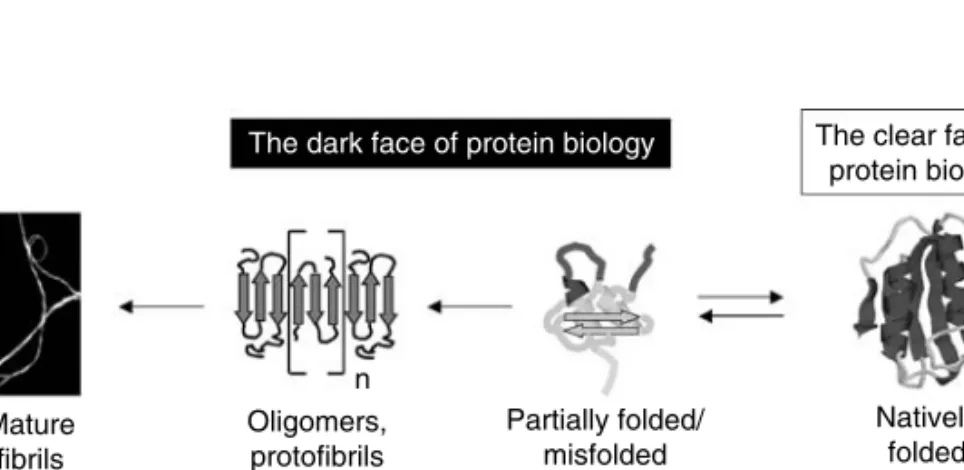 FIGURE 1.5 The dark side of proteins. Under suitable conditions, polypeptide chains can misfold or unfold thus manifesting their inherent tendency to organize into toxic preﬁbrillar amyloid assemblies eventually leading to the appearance of less toxic matu