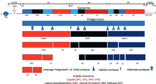 Fig. 13.1  Hepatitis A virus genome and gene expression. The genome is 7.470 kb and is divided  in to three parts: long UTR (nucleotide 1–734) at 5 ′  end which contains IRES, a single ORF  (nucleotide 735–7416) and short UTR (nucleotides 7416–7470) at 3 ′