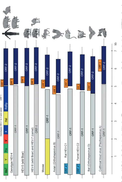 Fig. 13.3Hepatitis E virus distribution in animal kingdom. The genomic structure, with open reading frames of various isolates of HEV have been drawn