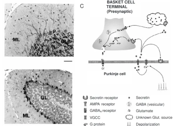 Figure 1.16 A–B. Expression of secretin and secretin receptor in the rat cerebellar cortex