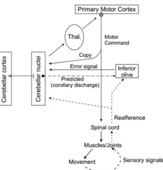 Figure 2.5 Forward models. Communication flows for information processing in forward models of motor coding