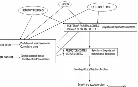 Figure 2.6 Overview of the motor control strategy for limb movements. Cerebellum builds internal models and corrects motor commands, comparable to a system identification function