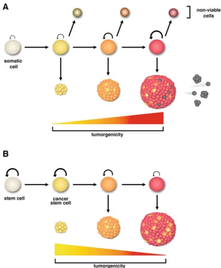 Fig. 3.1 Clonal evolution model versus cancer stem cell model. (A) Clonal evolution model.
