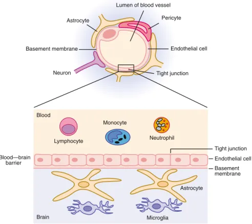 Fig. 4.1 The blood–brain barrier (BBB). Normal blood–brain barrier demonstrating tight junc- junc-tions between endothelial cells that form a barrier between the circulation and the brain parenchyma