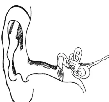 Figure 3.1  Outer, middle and inner ear
