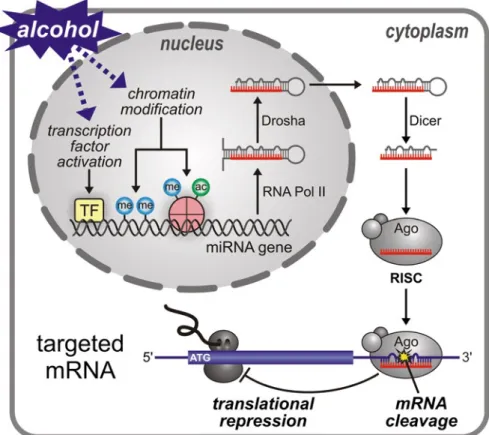 Fig.  5.6  miRNA  biogenesis,  mechanism  of  action,  and  possible  alcohol  effects