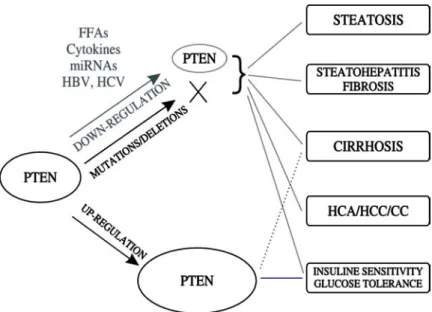 Fig. 6.5  Alcohol-induced PTEN alterations in the development and progression of a variety of  liver disorders