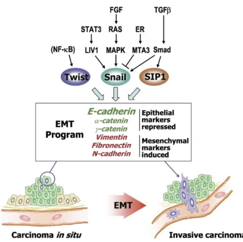 Fig. 6.6). Alcohol’s effects on EMT induction involved the expression, phosphory- phosphory-lation, and nuclear localization of Snail1 (Forsyth et al