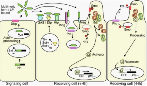 Fig.  6.9  Hedgehog  signaling.  Hh  protein  maturation  (left  cell)  involves  autoprocessing  of   full-length hedgehog (Hh) precursor protein to generate an N-terminal fragment that once modified  with  cholesterol  at  the  carboxyl  end  (red  loop)