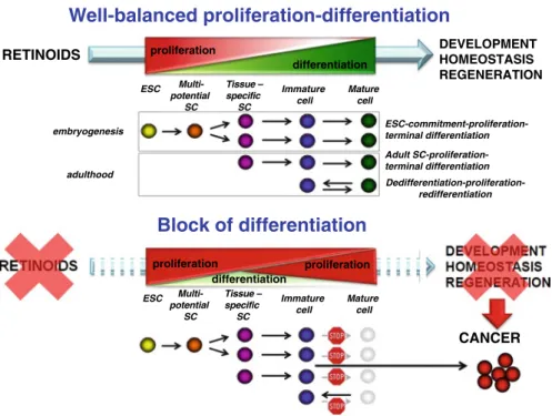 Fig. 7.1  Retinoids control the body’s flexible cell renewal system via balanced regulation of pro- pro-liferation and differentiation
