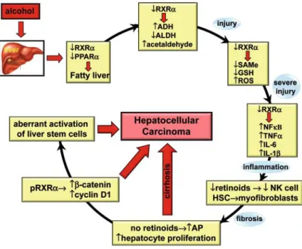 Fig. 7.7  RA promotes the evolution of early, curable stages of alcohol-induced tissue injury to  irreversible end-stage disease and cancer