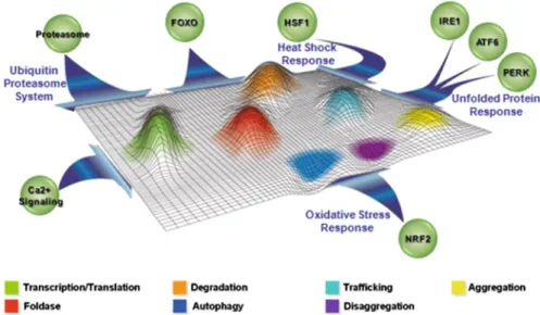 Fig. 8.1  The Proteostasis Network (PN): The PN in the cells regulates a complex array of interact- interact-ing  biological  processes  to  maintain  protein  homeostasis  or  proteostasis