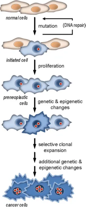 Fig. 2.2  Multistep carcino- carcino-genesis